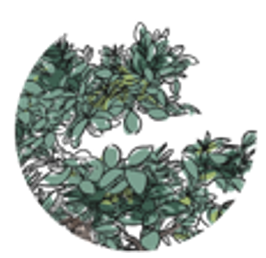 Jeremiah Tree Foundation